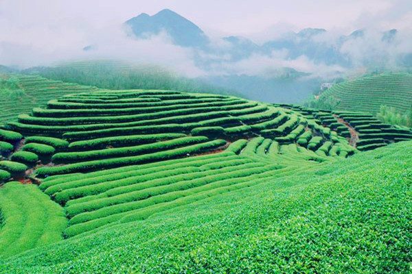 ALISHAN-MOUNTAIN