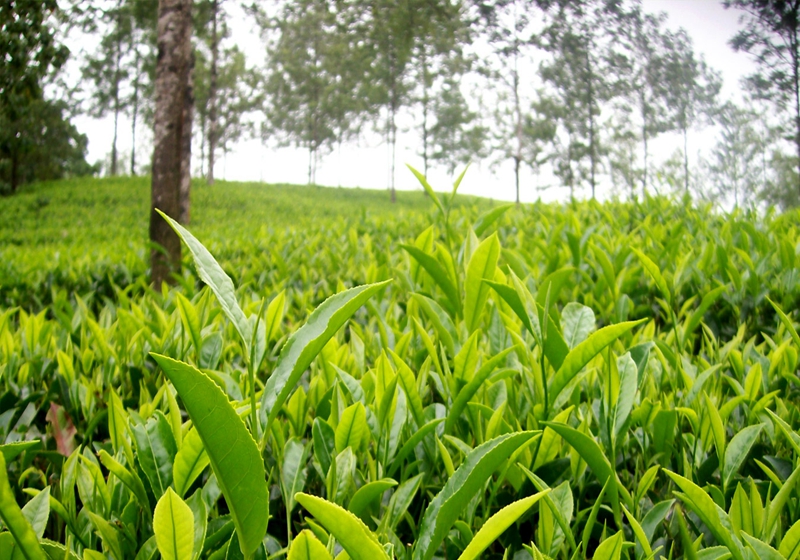 black tea leaves