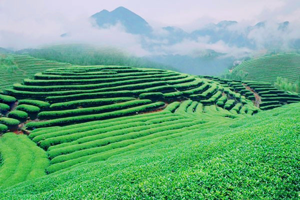 ALISHAN-MOUNTAIN