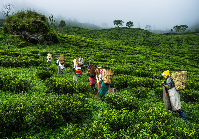 hand-picked-dayuling-tea-leaf-tea-king