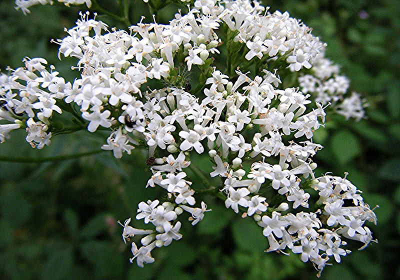 valerian-sleepy-time-tea