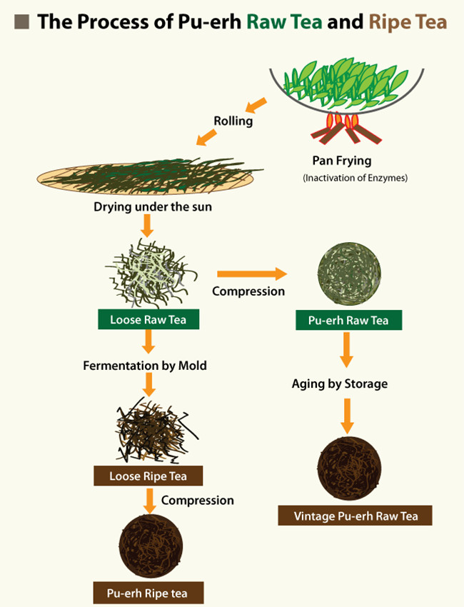 puerh-tea-process