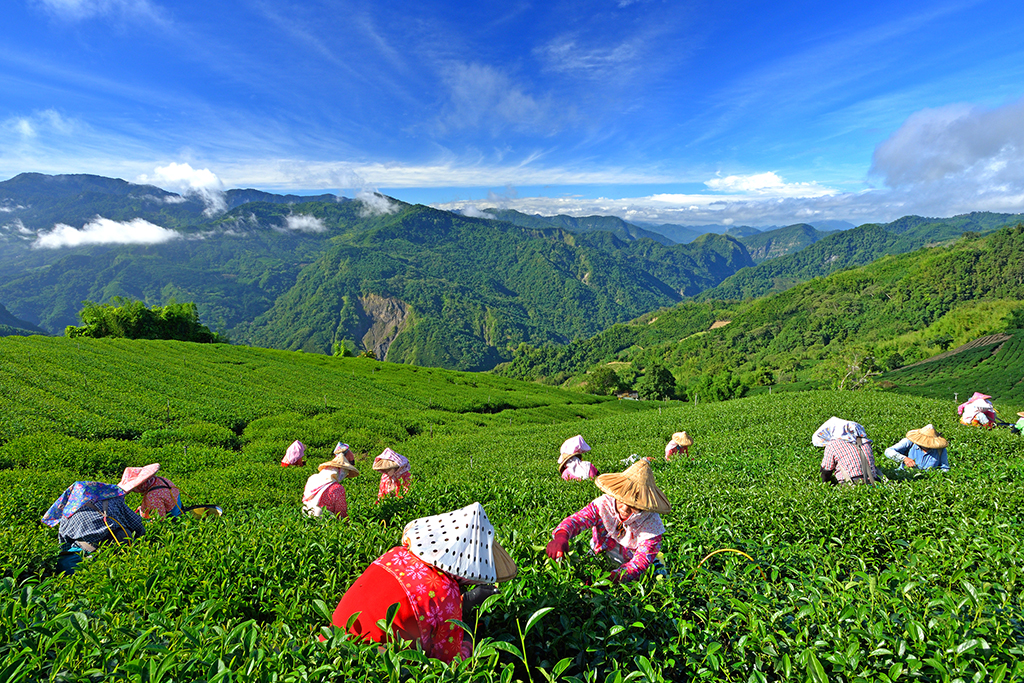 Taiwan tea