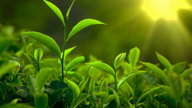 Taiwan tea 