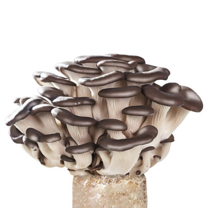 Black Oyster Mushroom