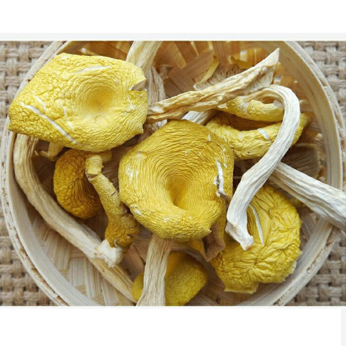 Chanterelle