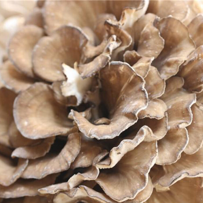 Dried Maitake Mushrooms